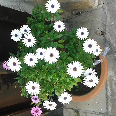 Casa Velarde توريلافيجا